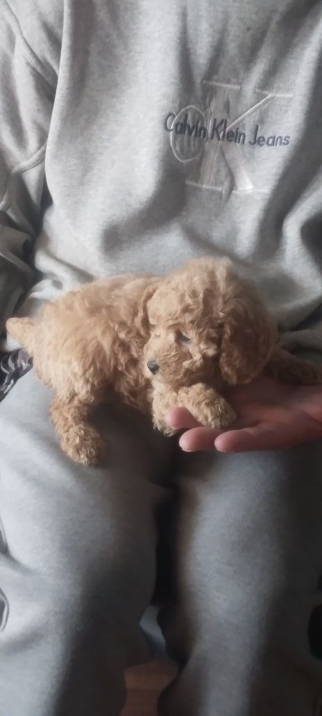 Pudel rosu /mini toy