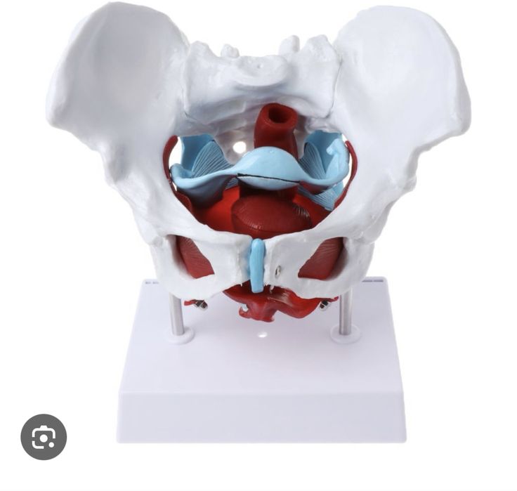 Макет мышцы тазого дна