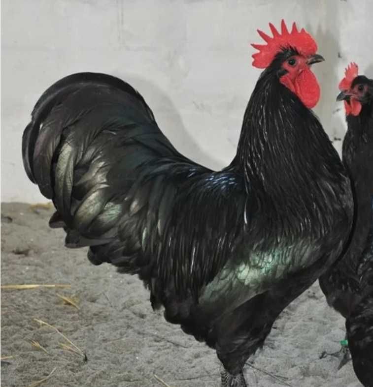 Vand oua Australorp