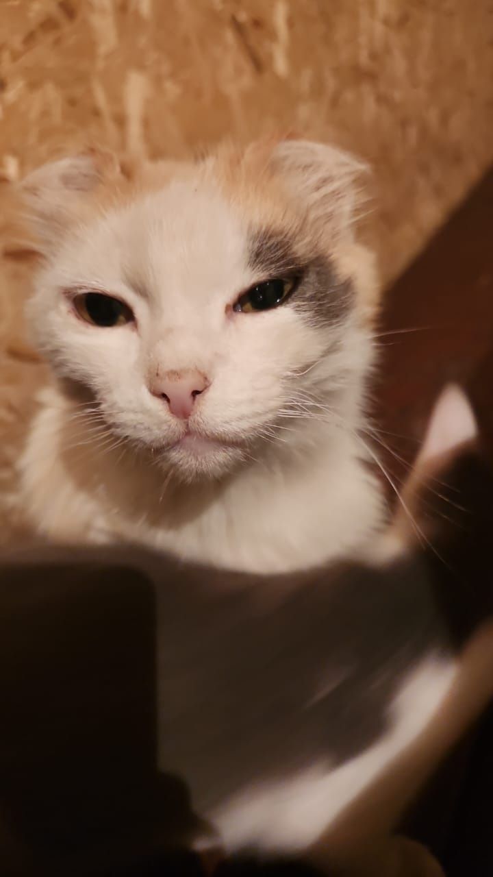 Отдам кошку 8 лет