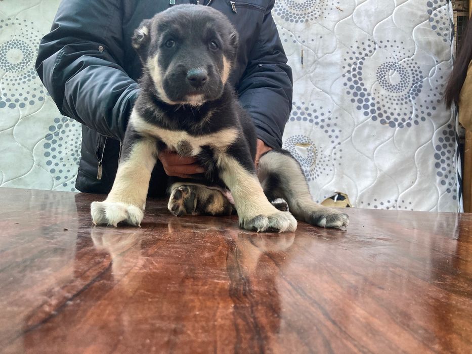 Щенок Туркменского Алабая ( Супер Гигант )