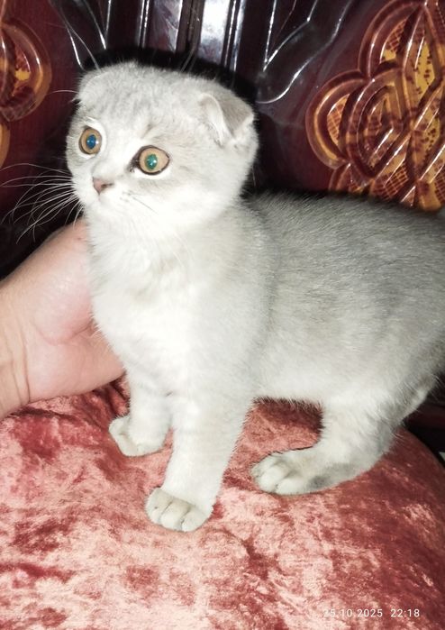 Shatlaniskaya mushuk