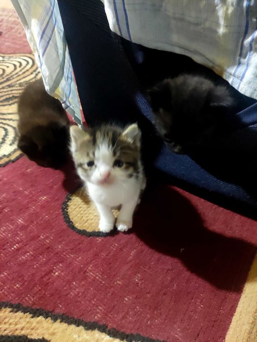 Отдам в добрые руки котят.