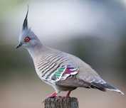 Turturica australiana cu mot