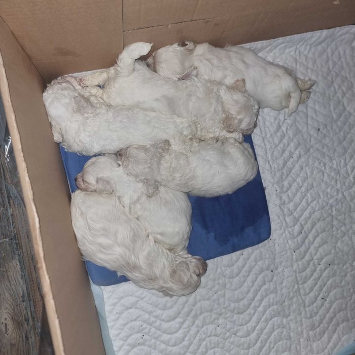 Pui de Bishon adorabili își căuta familii