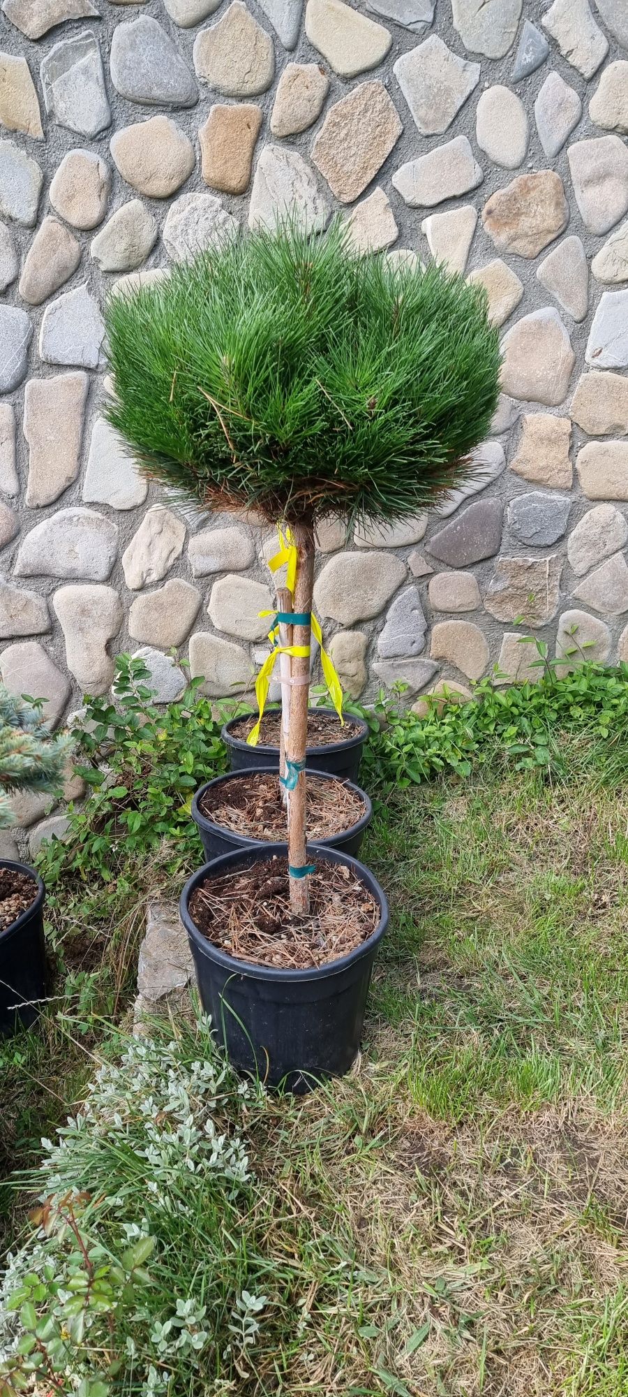 Buxus piramidal - pin - brazi pe picior - pon pon