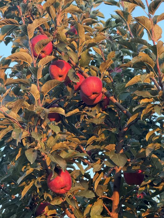 Яблоки алма бар 1 сорт 4.5 тг пишите на ватсап