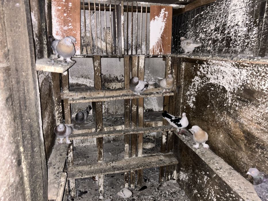 Tobosari germani+takla+breji