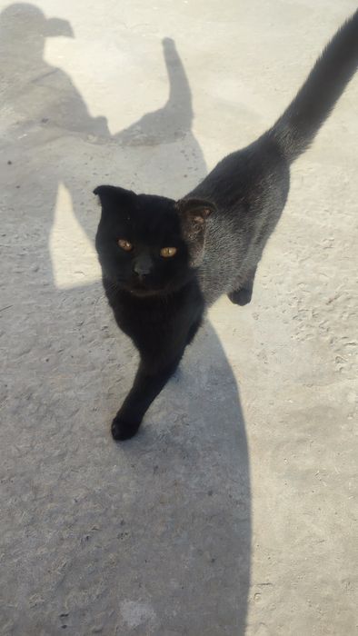 британская парода кот еркек