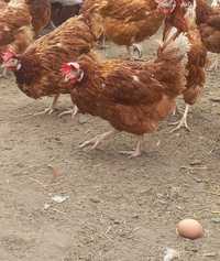 Găini roșii ouătoare în prin ciclu de ouat