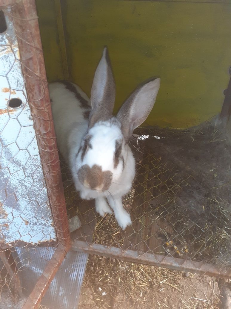 Vind iepuri frumoși și sănătoși