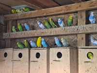 Papagali de toate culorile