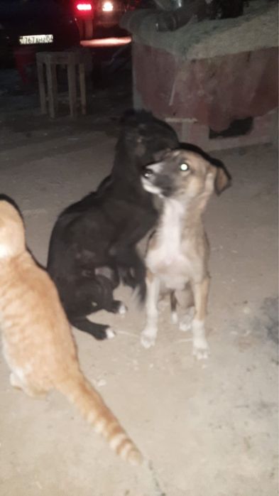 тазы кабель и сучка