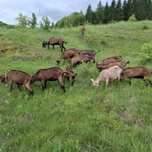 Capre alpine franceza