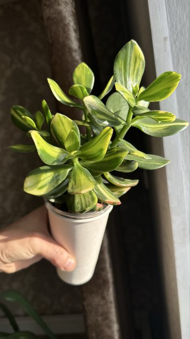 Продам срезы крассула Солана