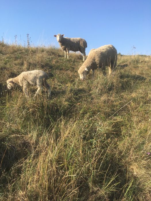 Scinb berbec ill de frans