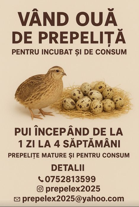 Oua de prepelita pentru incubat si de consum