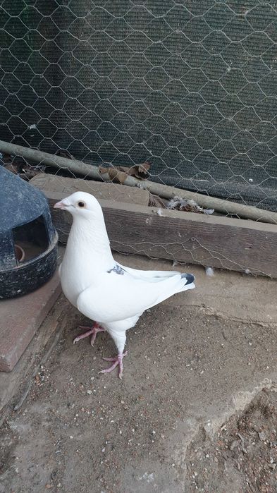 Ocazie! Vand 4 femele voiajor de concurs cu  super origini!