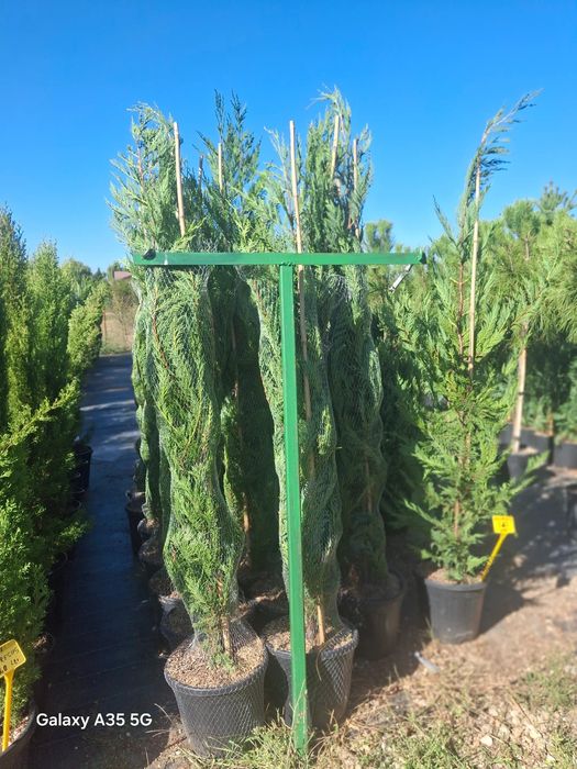 Vând tuia leylandii chiparos la oferta asiguram livrare gratuita
