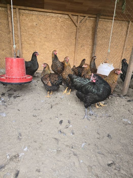 Wiandotte de vanzare