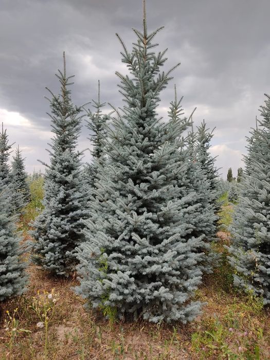 Ель сортавая Мистер блю.