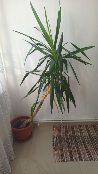 Se vinde floare de camera