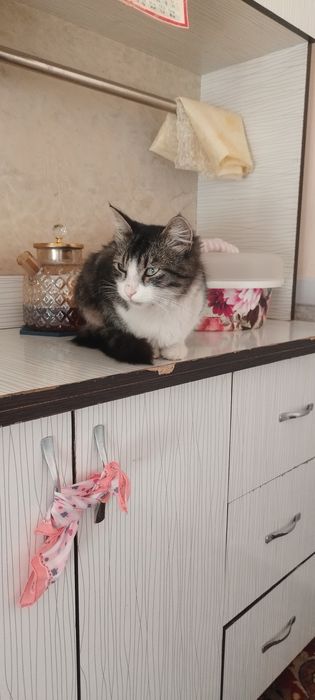 Продаётся домашняя кошка