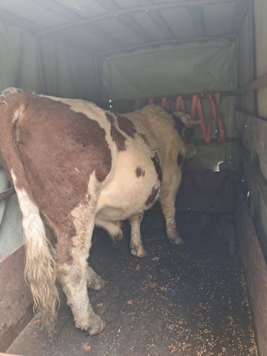 Taur de vânzare  500 kg