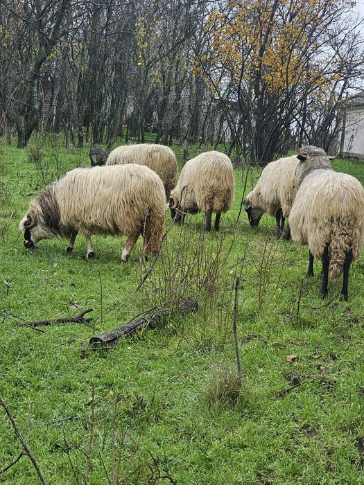 Disponibile mai multe detalii la telefon