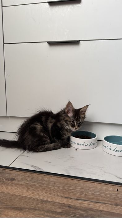 Продам кошку Мейн-Кун. Подарили дочке но у нас аллергия