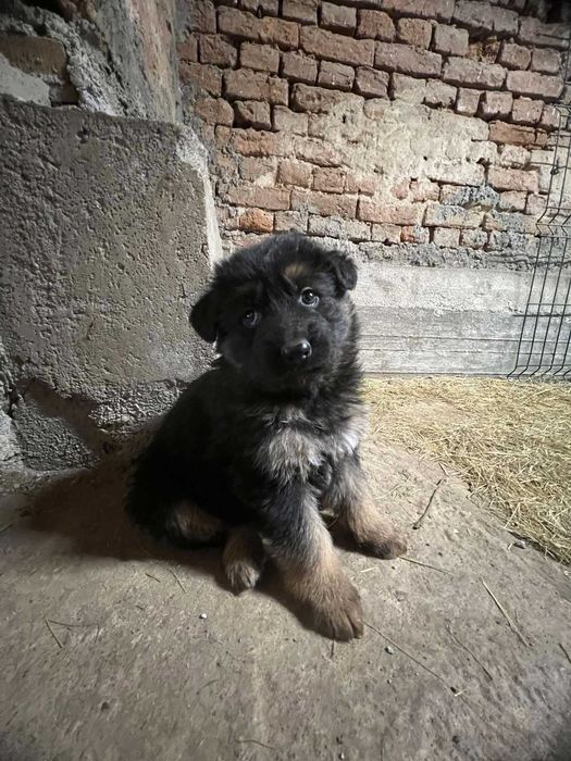 Продавам Немски Овчарки