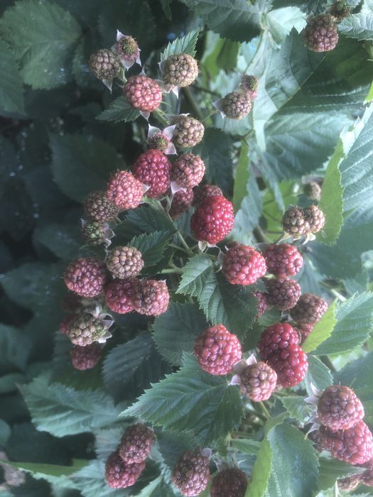 Mure si zmeura butasi pentru plantat soi mare