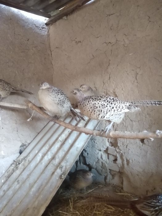 Kavkaz qirg'ovulla sotiladi