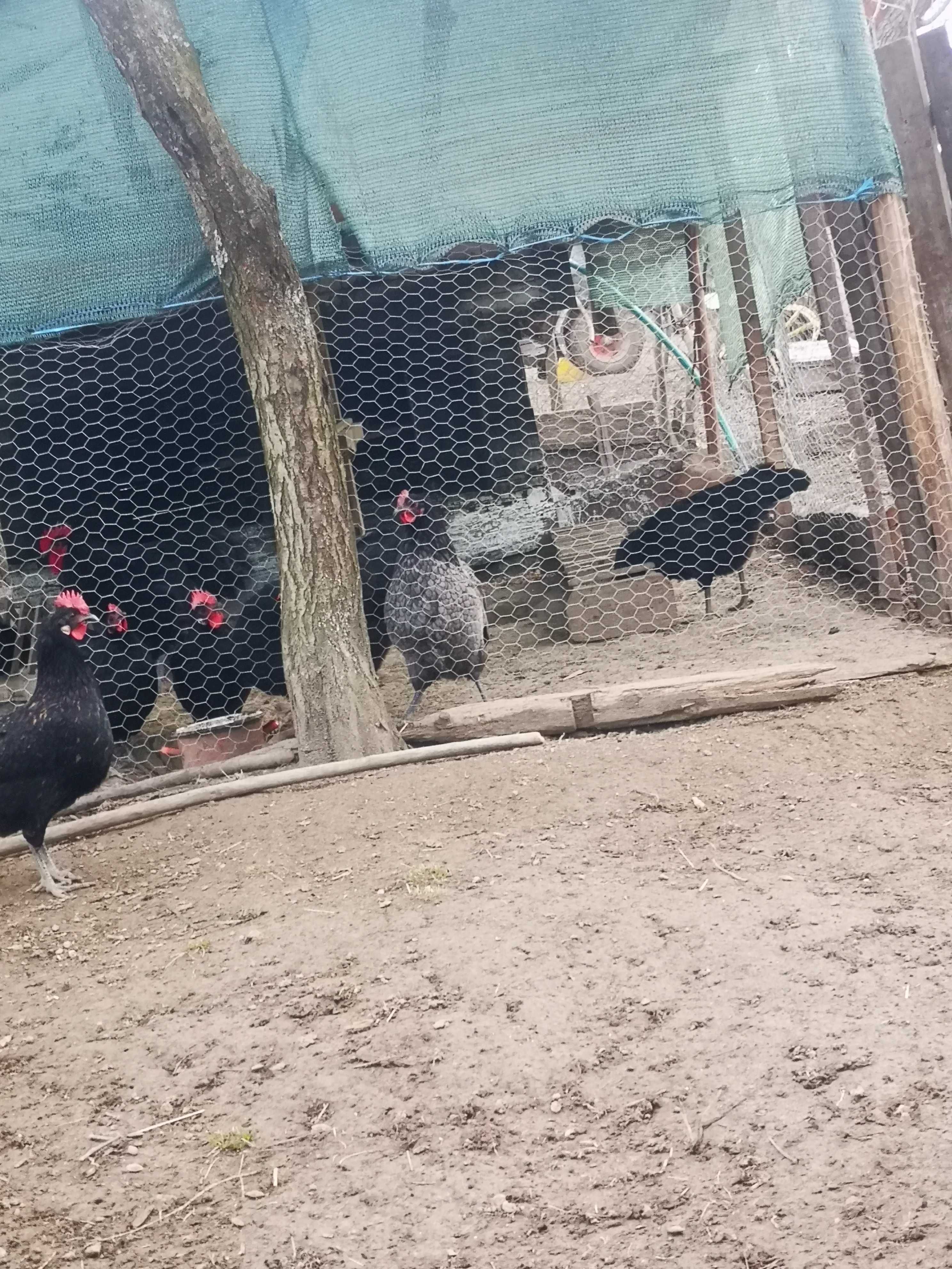Ouă pentru incubat găini australorp