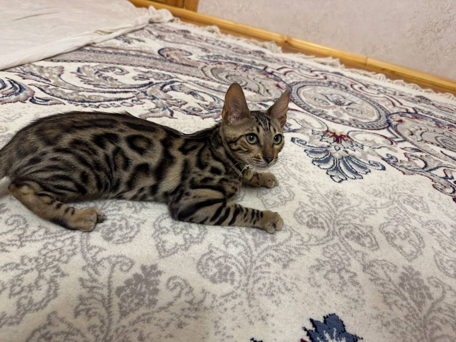 Bengal mushuk sotiladi