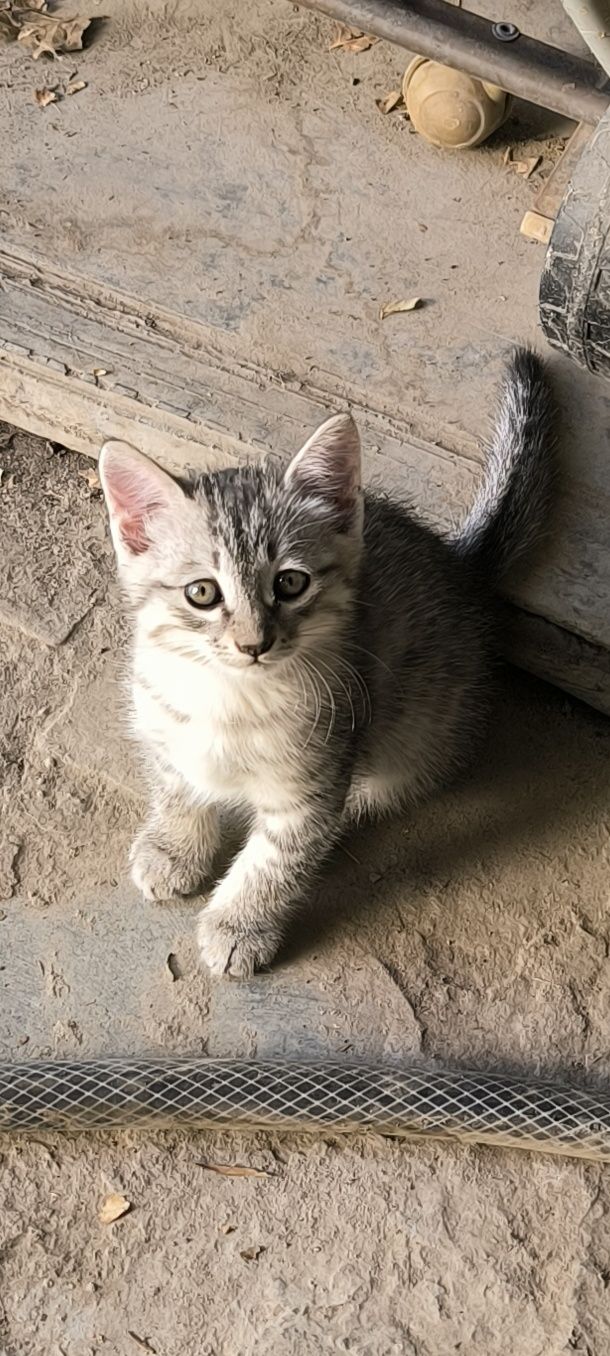 Торопитесь акция бесплатно котенок