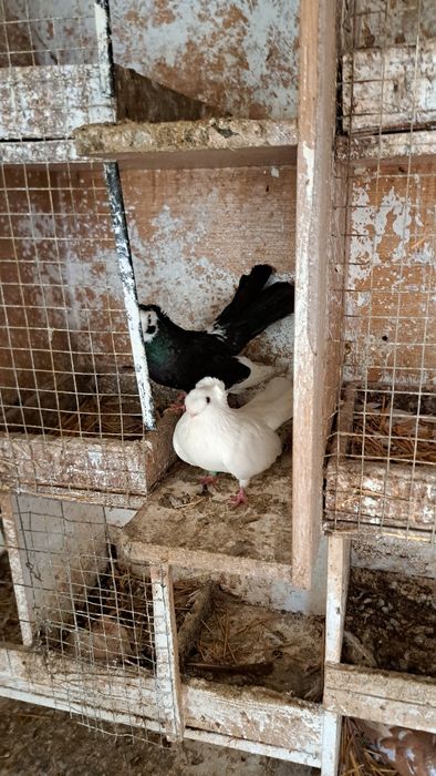 Продавам гълъби.