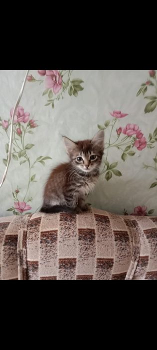 Отдам в добрые руки