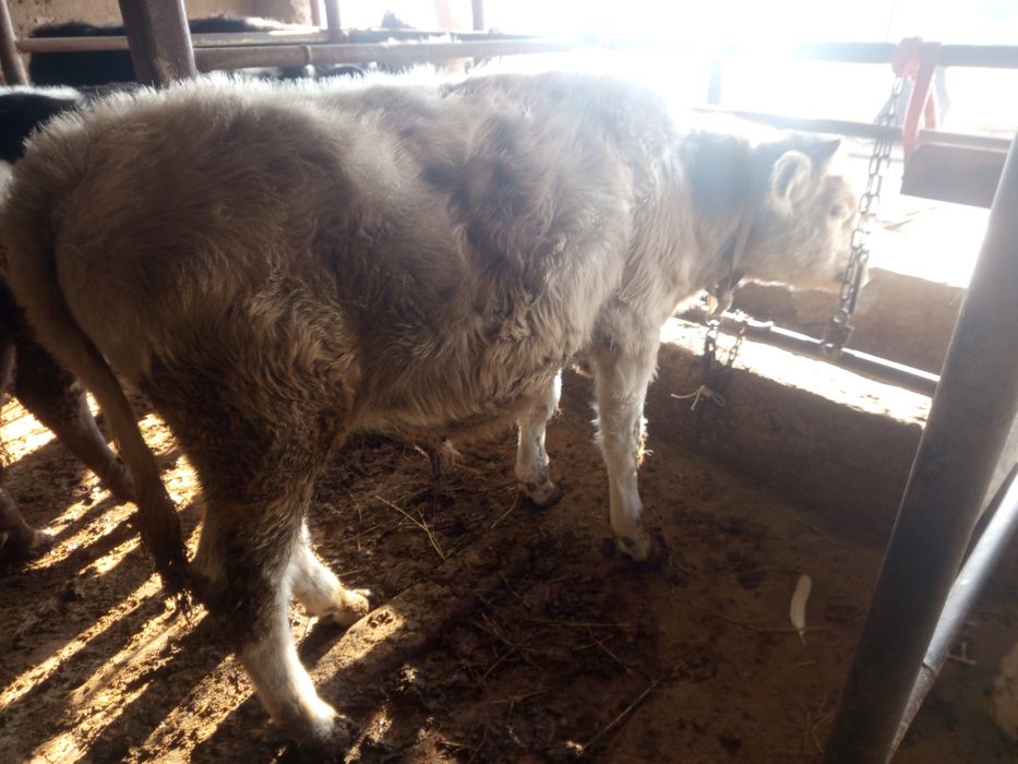 Букалар семиз 9 айлык еркек букалар