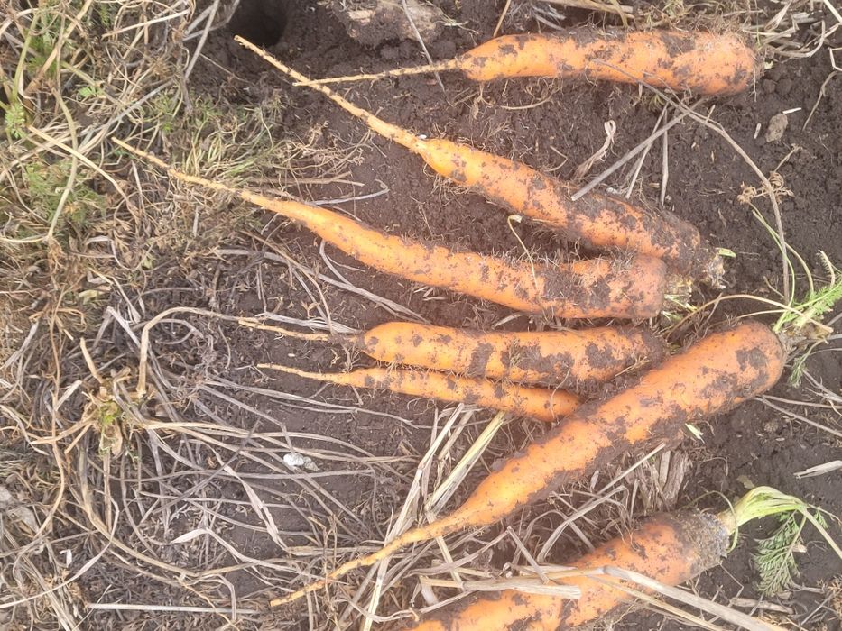 Vând păstârnac și pătrunjel,morcov în cantități mari și mici