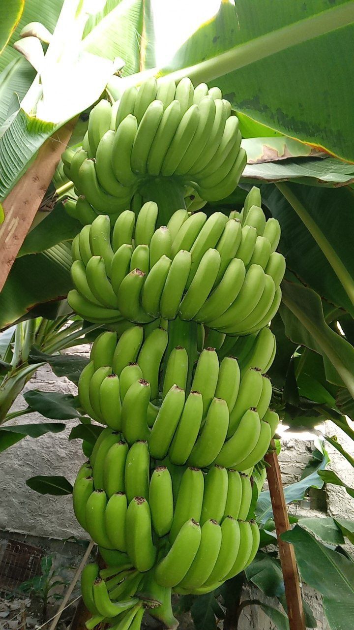 Banan kuchatlari kavindish J9