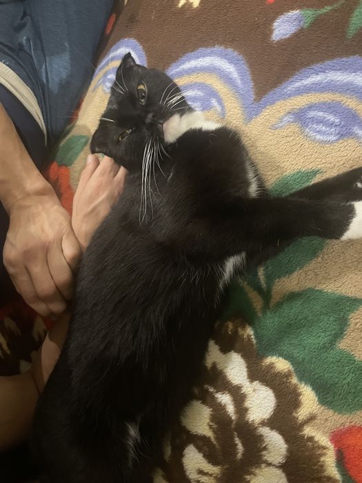 Срочно кот для вязки