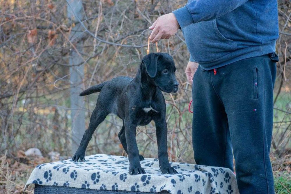 Cane corso femela 4 luni