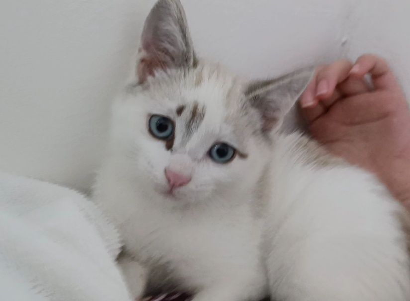 Котенок подросток