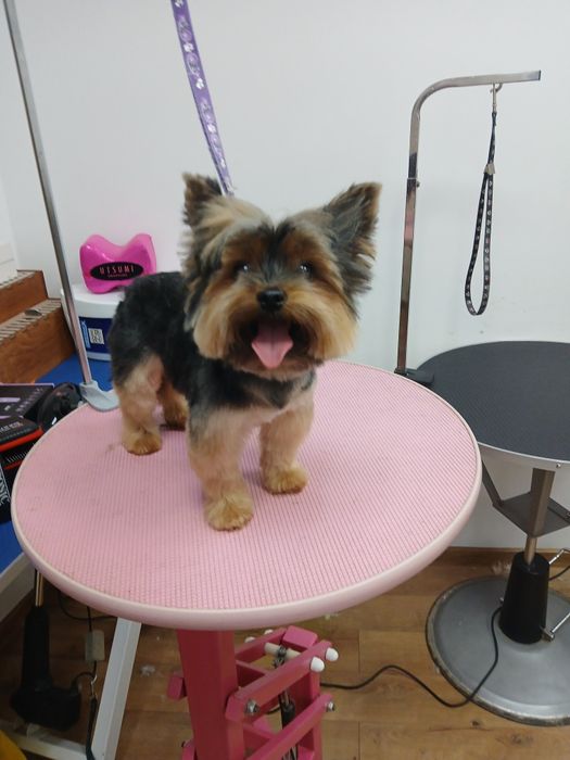 Salon Coafura Canina - Spalat Tuns Curatare Urechi Taiere Unghii !!!