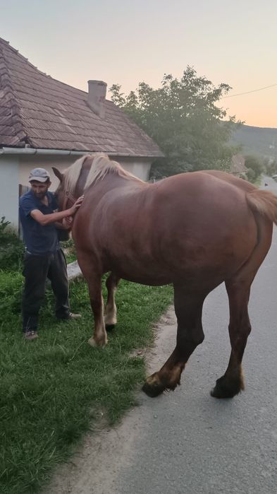 Vand iapa de 6 ani