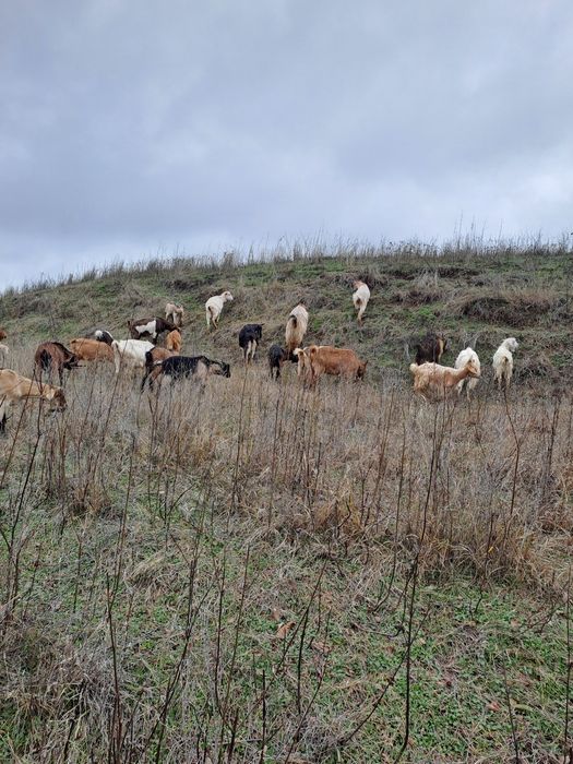 Vând capre gestante.