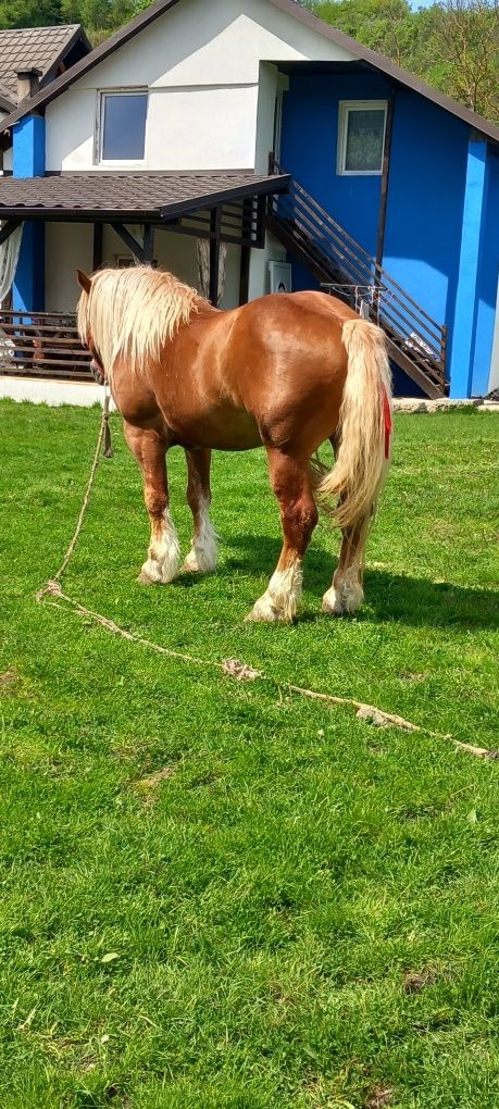 Armăsar de vanzare