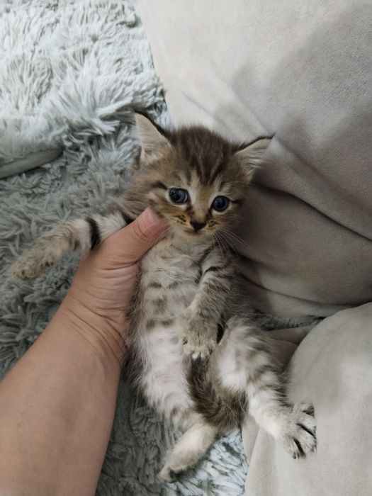Отдам котят. Кушают всё