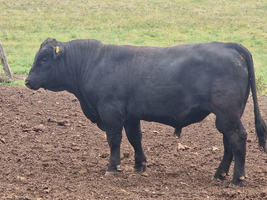 Taur angus  100%